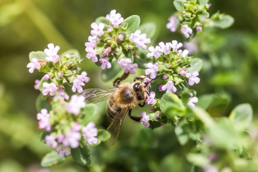 Bienen fliegen förmlich auf mediterrane Kräuter wie den Thymian.