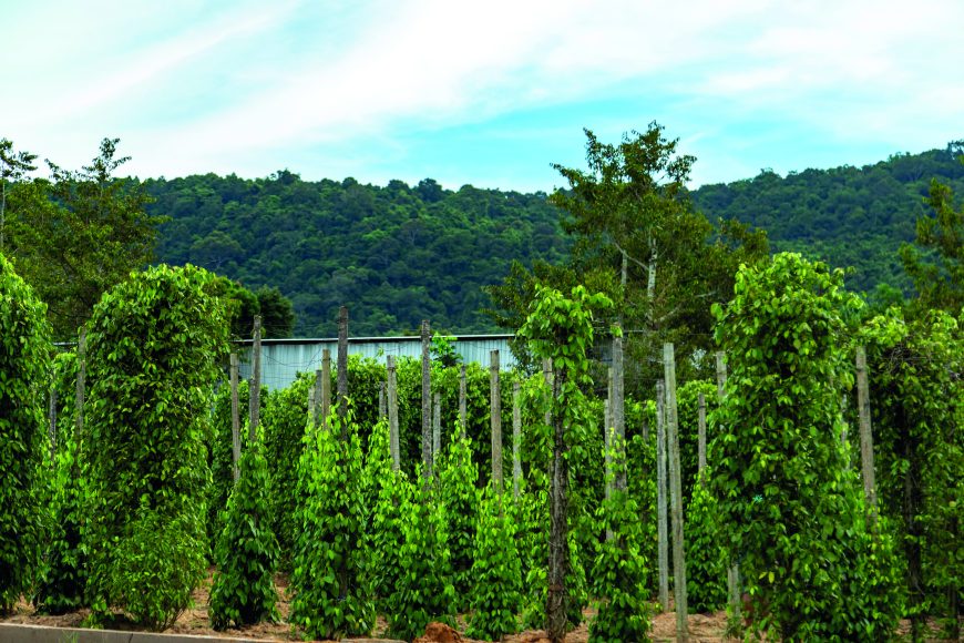 „Piper nigrum“ ist eine bis zu zehn Meter hohe Kletterpflanze, die an Bäumen, Stangen und anderen Trägersystemen emporrankt.