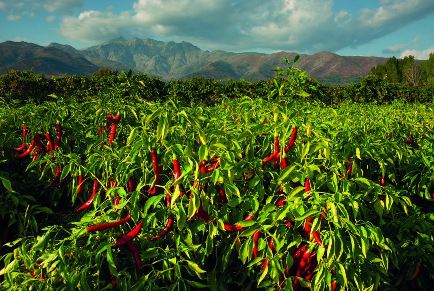 Auf großen Plantagen wachsen die im Frühjahr ausgepflanzten, buschartigen Pimentón- Pflanzen. Ein mediterranes Klima prägt die  Provinz Cáceres in der Extremadura.