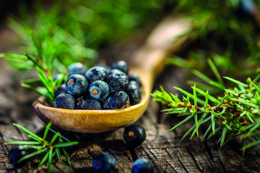 Wacholderbeeren gehören zu den Klassikern in der „wilden Küche“. Ihr herber, leicht harziger Geschmack versteht sich gut mit inten-siven Fleischaromen. Das gilt auch für Lorbeerblätter und Majoran, sie verlei-hen Schmorgerichten und Marinaden eine winter-lich-pikante Note. 