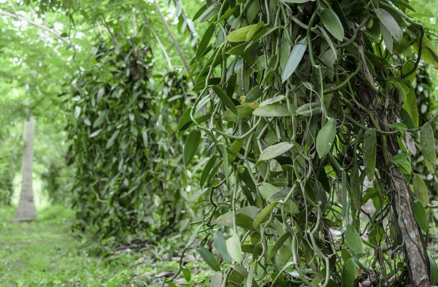 Grüne Vanillepflanzen ranken sich im Schatten der Plantage - der Ursprung eines der edelsten Gewürze der Welt, natürlich, aromatisch und voller Geschichte.